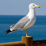 seagull